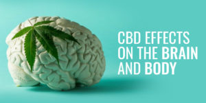 CBD Effects On The Brain And Body