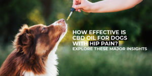 CBD-oil-for-dogs